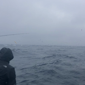 ヒラマサ大炸裂の画像