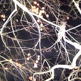 すぎぴたんの事件簿シーズン3　118話（柿をかじるハクビシン）の画像