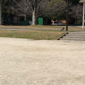 ＊さんぽ＊の画像