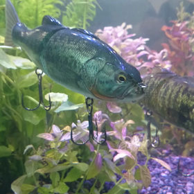 イマカツ バスロイド水中映像の画像