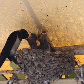 ツバメの赤ちゃんpart2の画像