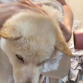 綺麗になりましたの画像