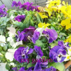 レッスンスケジュール調整中の画像