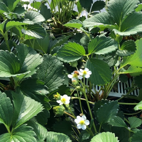 イチゴの受粉 働くミツバチの画像