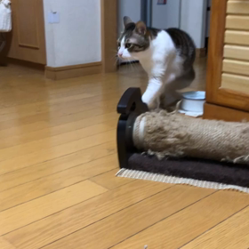 猫との生活…タバコの影響は？マリー寝ているけど油断は禁物ですの画像