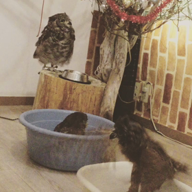 水浴び楽しいなの画像