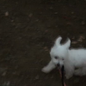 ♪お散歩動画♪代々木公園♪の画像