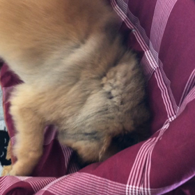 食後の行動の画像