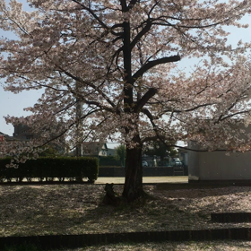 花びら舞うの画像