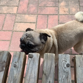 8月スタート！パックンは絶好調！の画像