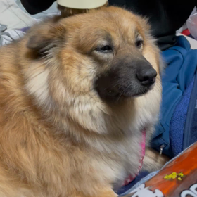 あー気持ちーの画像