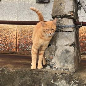 秋田の猫の画像