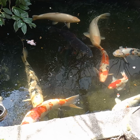 冬眠から目覚めた鯉の画像