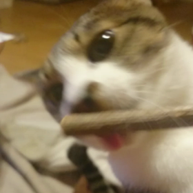 我が家の猫ちゃんvol.52 動画ver.の画像