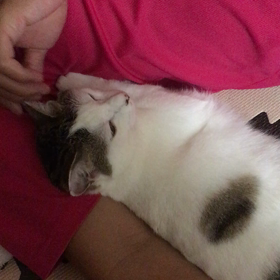 【ねこちゃん】幸せな時間の画像