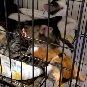 押さえ込み一本！の画像