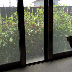 朝から不吉な電話で…悲しい。の画像