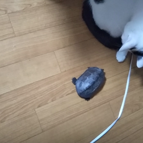 ミミオさんっカメミさん♥の画像