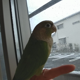 雪を眺めるりんちゃん(動画)の画像