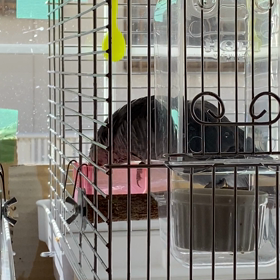 カリカリはの画像