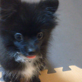 2018年6月6日   お手＆おかわりの画像