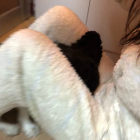 ■ヘアドライヤー■の画像