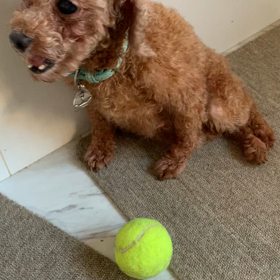 オカちゃんの様子が変だ‼️の画像