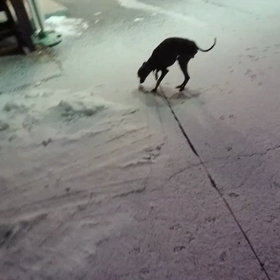 またまた雪～‼️の画像