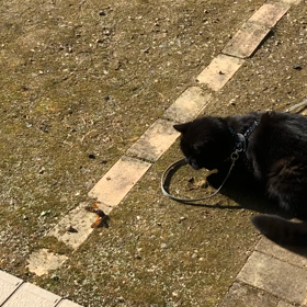 蝉　蝉はやめて〜の画像