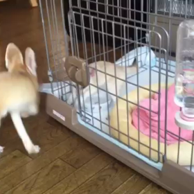 ★兄妹おいかけっこ★の画像