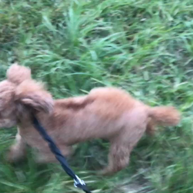 ♪お散歩動画♪代々木公園♪の画像