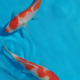 同じようなのの画像