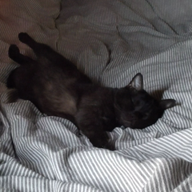 大あくびの画像