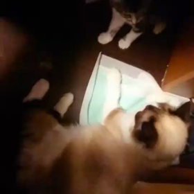 女子にゃんこプロレス☆無差別級の画像