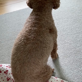 わんこ セカンドオピニオン追記の画像