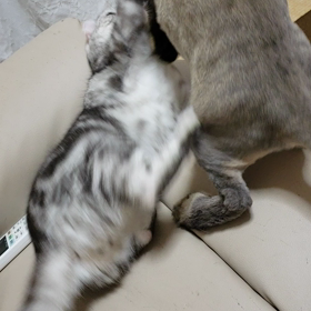 戯れる～の画像