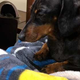 ピーピーのいねむりの画像