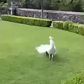 happy birthday ❣️の画像