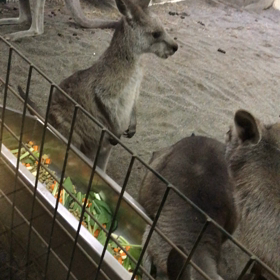 円山動物園 ④の画像