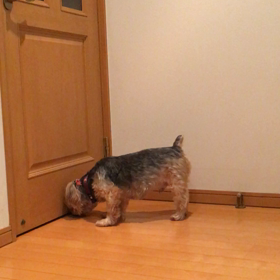   狂犬病予防注射の画像