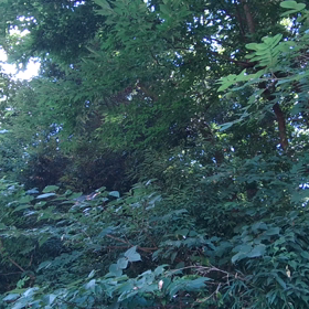 やっと気持ちが落ち着いた。こういう時近いといいんだけどね。の画像