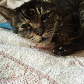 風邪気味にゃもさんの画像