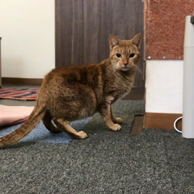 保護猫カフェ東道頓堀 おたまちゃん劇場の画像