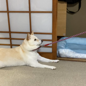 イヤイヤの画像