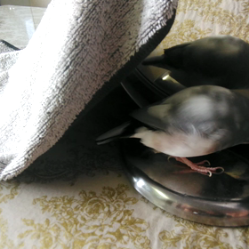 新年❗ゆったりお正月の画像