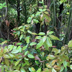 今朝のマムシ君❗️の画像