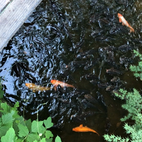 鯉1の画像