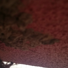 ツバメ（羽化）の画像