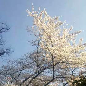 日本の風景！の画像