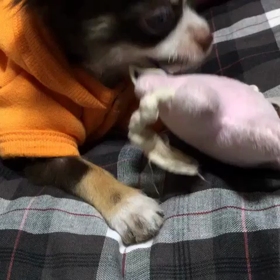 今日のチョコの画像